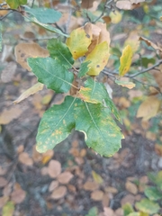 Quercus faginea
