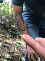 Pseudohaetera hypaesia