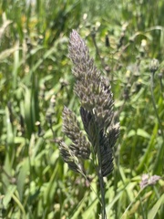 Dactylis glomerata