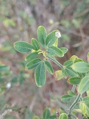 Chrysojasminum fruticans