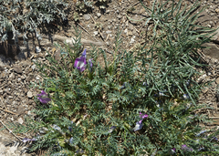 Oxytropis squammulosa