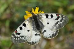 Parnassius phoebus