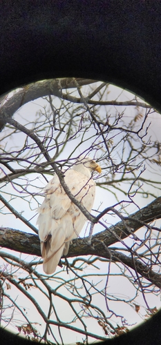 Bald Eagle photographed in Oklahoma
