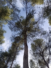 Pinus halepensis