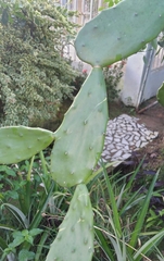 Opuntia anahuacensis