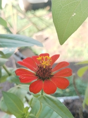 Zinnia