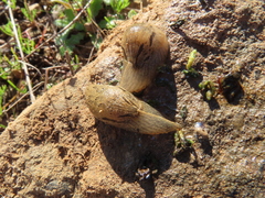 Drusia valenciennii