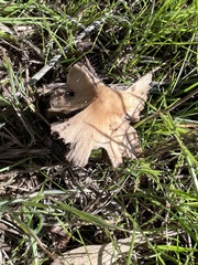 Candolleomyces