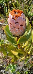 Protea speciosa