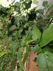 Capsicum frutescens
