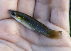 Fundulus chrysotus