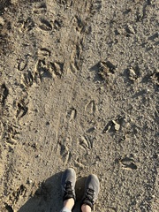 Cervus canadensis nannodes