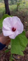 Hibisceae