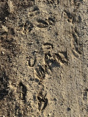 Cervus canadensis nannodes