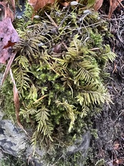 Kindbergia oregana