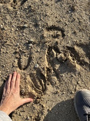 Cervus canadensis nannodes