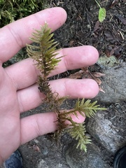 Kindbergia oregana