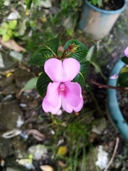 Impatiens flaccida