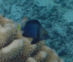 Dascyllus flavicaudus