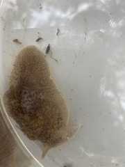 Pleurobranchaea maculata