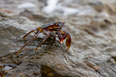 Grapsus