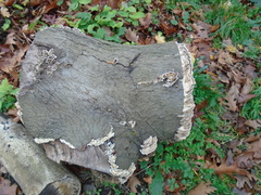 Auricularia mesenterica