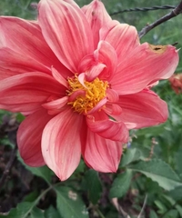 Dahlia