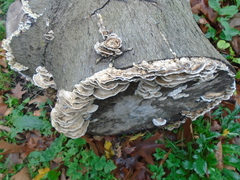 Auricularia mesenterica