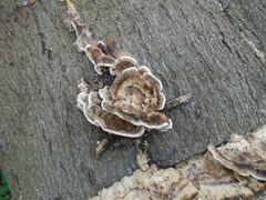 Auricularia mesenterica