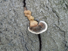Auricularia mesenterica