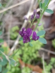 Medicago sativa