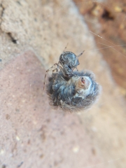 Parasteatoda