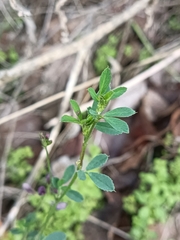 Medicago sativa