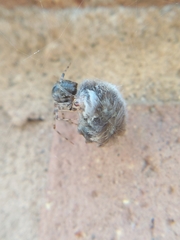 Parasteatoda