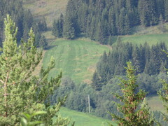 Cervus elaphus elaphus