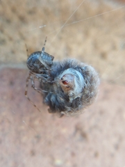 Parasteatoda