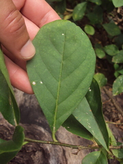 Brunfelsia australis