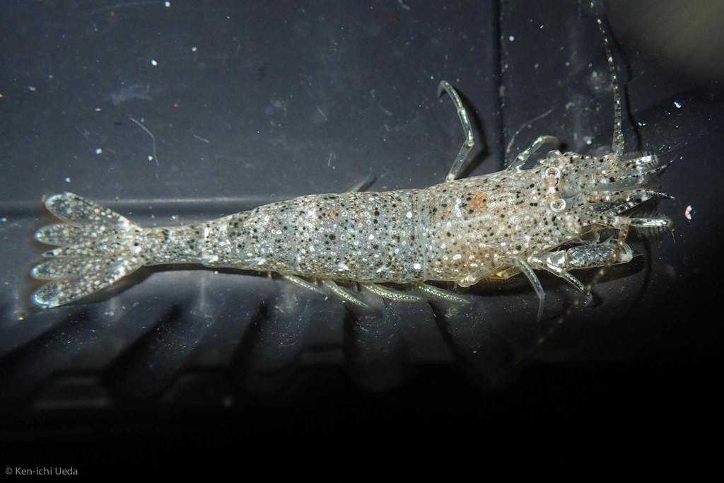 blacktail bay shrimp
