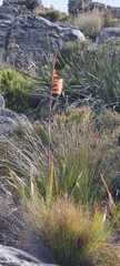 Watsonia tabularis