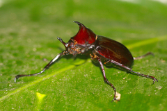 Chalcosoma