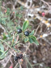 Chrysojasminum fruticans