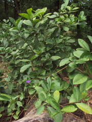 Brunfelsia australis