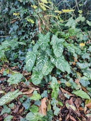 Arum italicum italicum