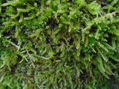 Hypnum cupressiforme