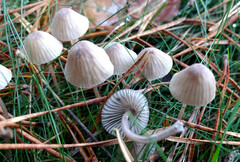 Mycena stylobates