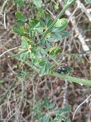 Chrysojasminum fruticans