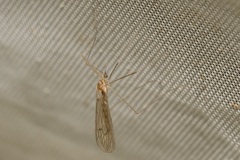 Trichocera annulata