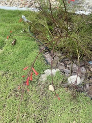 Russelia equisetiformis