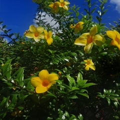 Allamanda cathartica