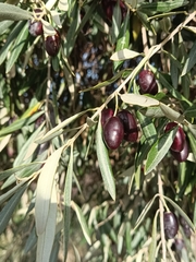 Olea europaea
